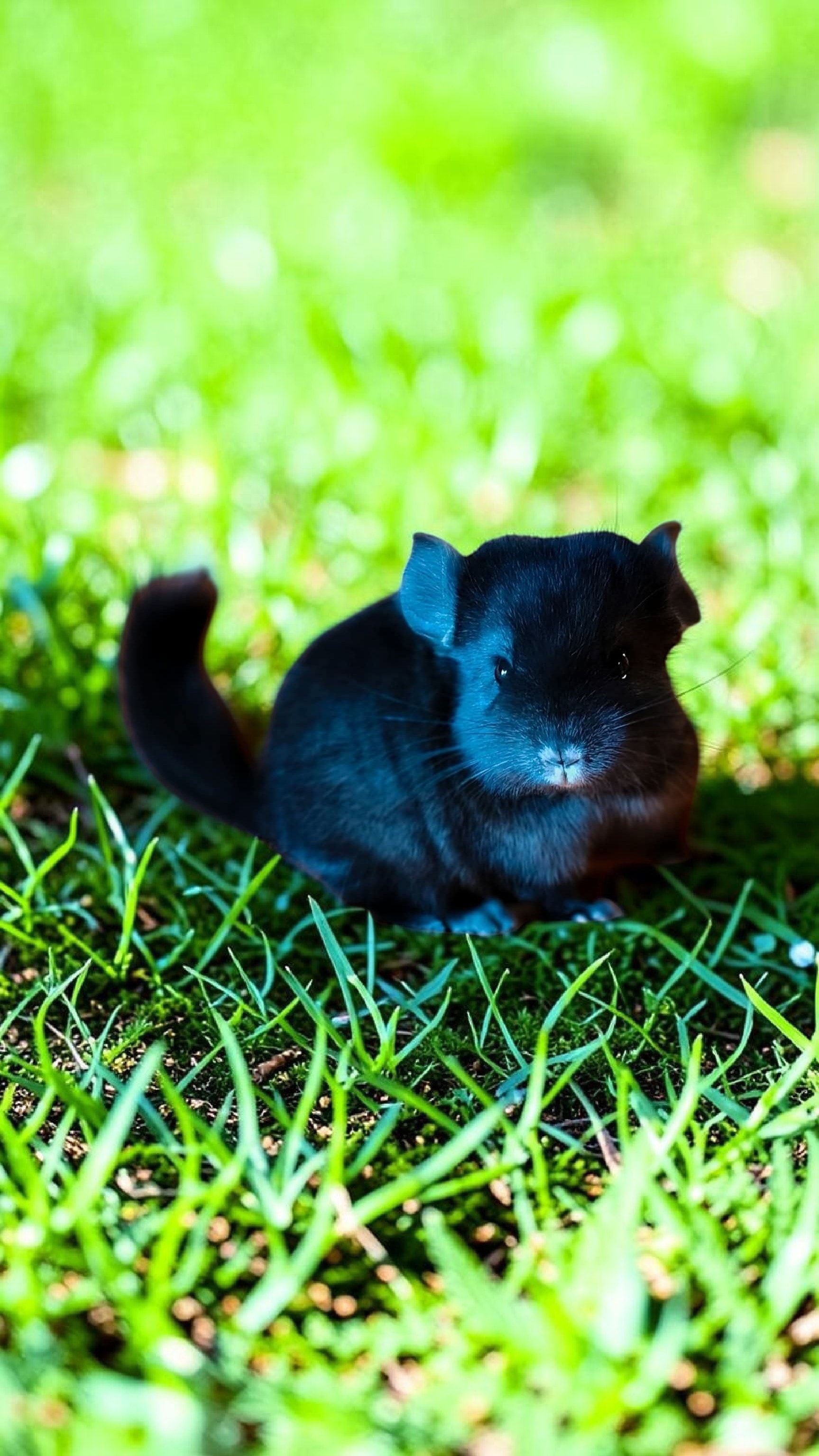 Chinchillas